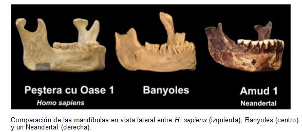 NP Mandibula banyoles