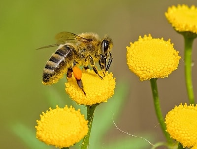 picadura de avispa